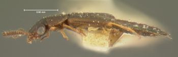 Media type: image;   Entomology 6588 Aspect: habitus lateral view